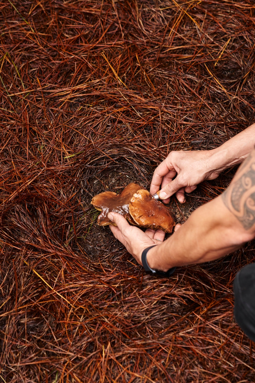 MUSHROOM FORAGING, STRATHBOGIE RANGES